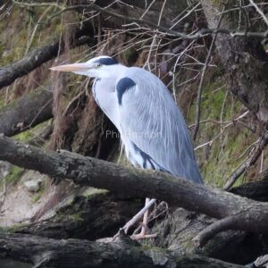 Grey Heron perched on tree roots by Aldergate bridge on the military canal
