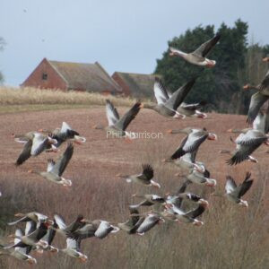 Flock of Greylag geese flying over farmland in Salford Priors Worc's