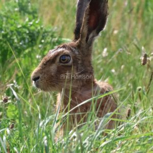 Hare in the long grass at Snettisham