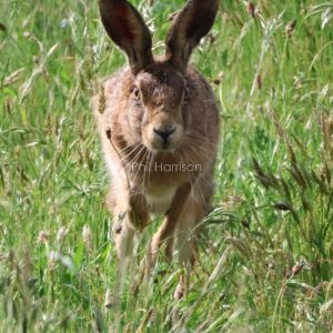 Hare in the long grass at Snettisham