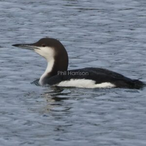 Black throated Diver swimming at Dungeness reserve