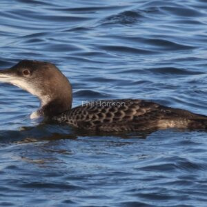 Great northern Diver swimming at Dungeness reserve