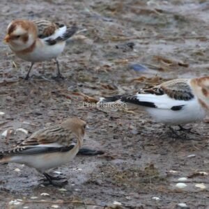 3 Snow Buntings feeding on the beach at Heacham
