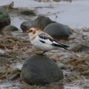 Snow Bunting stood on a stone at Heacham beach