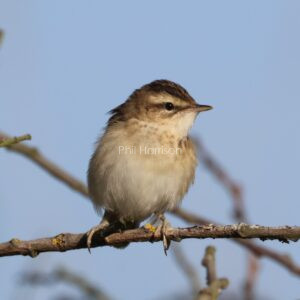 Juvenile Sedge Warbler perched on a tree at Dungeness