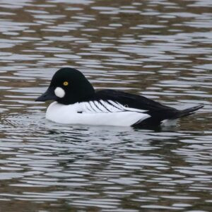 Goldeneye swimming in the lake at Snettisham