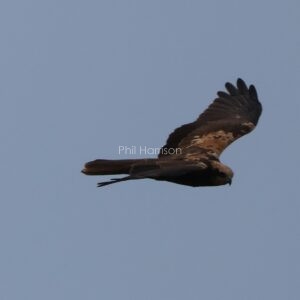 Marsh Harrier flying over Dungeness reserve