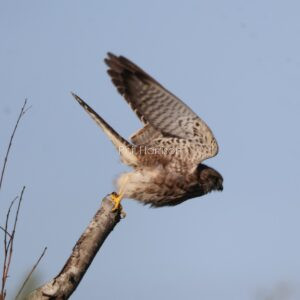Kestrel taking off from a perch at Dungeness reserve
