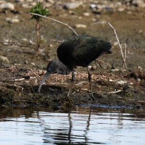 Glossy ibis feeding by the water at Dungeness reserve