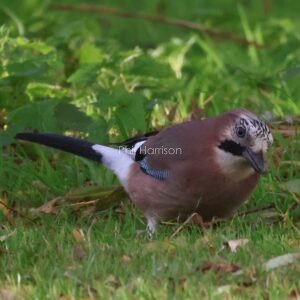 Jay feeding on the grass by the west dam of the military canal