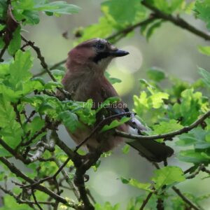 Jay in an acorn tree at Sandringham