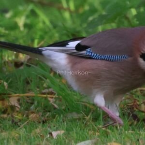 Jay feeding on the grass by military canal by the west dam
