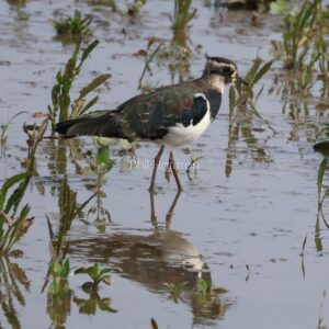 Juvenile Lapwing wading in shallow mud, Titchwell marsh .