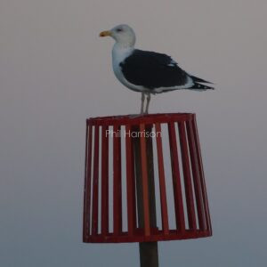 Lesser Black backed gull perched on an outfall marker off Hunstanton beach