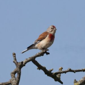 Linnet perched on a tree at Rye harbour caravan park