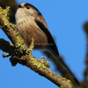 Long tailed tit perched on a branch by the military canal in west Hythe.