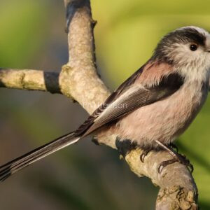 Long tailed tit perched on a branch at Ladies walk Hythe.