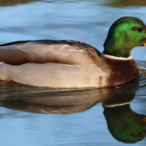 Mallard swimming on the military canal in west Hythe.