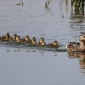 Mallard Ducklings swimming in line behind their mother