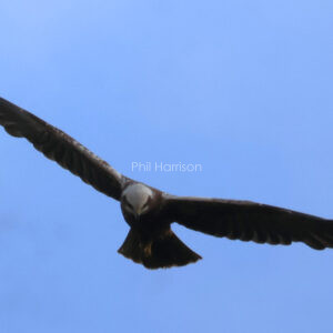 Marsh Harrier in flight