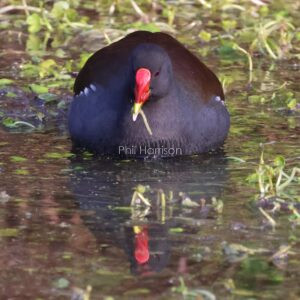 Moorhen feeding in the shallows by the west Hythe dam.