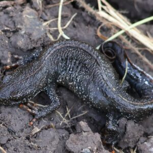 Crested Newt found under a rubber tile at Dungeness