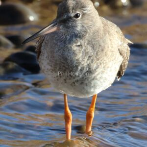 Redshank standing in shallow water at Rye harbour