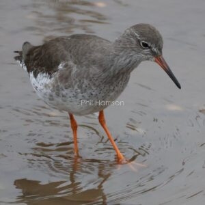 Redshank standing feeding in shallow water in Rye harbour