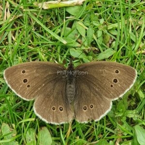 Ringlet sat on the grass in Dungeness