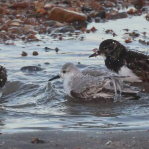 Sanderling and two Turnstones taking a bath on Heacham beach