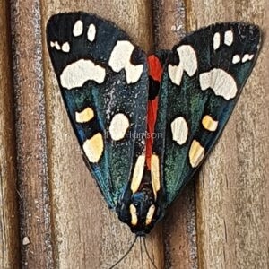 Scarlet tiger moth on a wooden fence