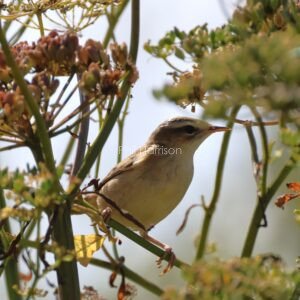 Brown and cream bird, perched on green stem, surrounded by pink flowerheads.