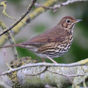Song Thrush perched on a tree along the royal military canal at West Hythe