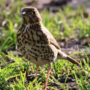 Song Thrush on the ground looking for worms by the Military canal in west Hythe.