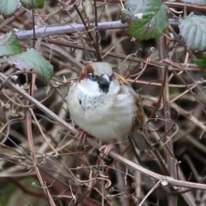 House Sparrow sitting in a bramble bush
