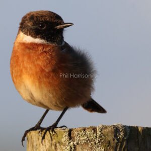 Fluffy bird stood on wooden log, brown and black head, red body,