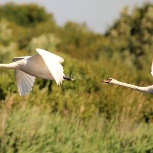 Mute Swans flying over Romney Marsh