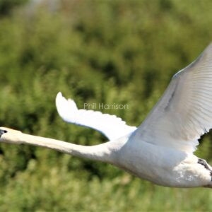 Mute Swan flying over Romney Marsh