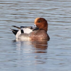 Wigeon swimming in Hansons lake at Dungeness