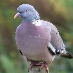 Wood Pigeon perched on a wooden fence post at Hunstanton