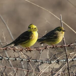 Two Yellowhammers sat on a barbed wire fence on Burmarsh road