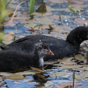 Young Coot with its mother feeding on the water