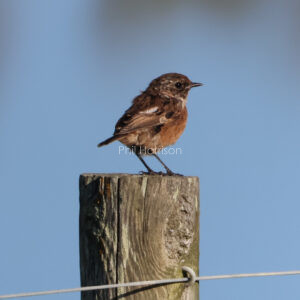 Young Stonechat stood on a fence post at Rye nature reserve