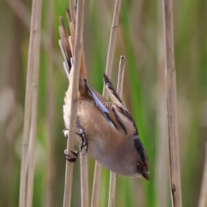 Bearded tit perched in the reeds at Dungeness reserve
