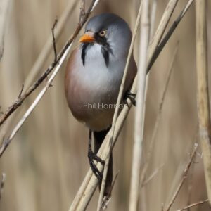 Bearded tit perched in the reeds at Dungeness reserve