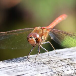 Dragonfly sat on a piece of dead wood in Dungeness reserve