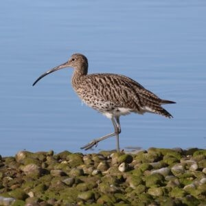 Curlew walking on the dried out cobble stones at Dungeness
