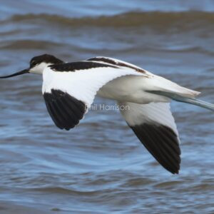 Avocet in flight over Titchwell marsh reserve