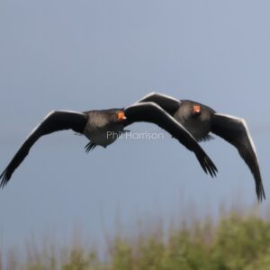 Two Greylag Geese flying over Dungeness reserve