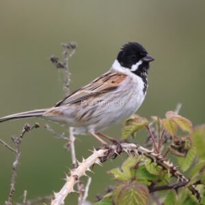 Brown and cream bird with black head, stood on thorny branch.